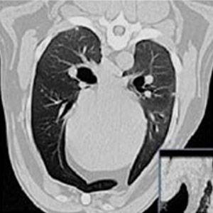 CT・MRI検査のご案内 | 大阪動物医療センター